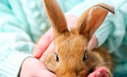 Дитрим для лечения и профилактики заболеваний кроликов