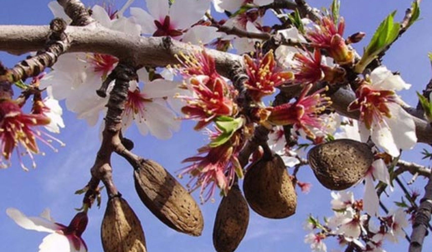 Кустарник (дерево) миндаль посадка и уход, выращивание, фото сортов их