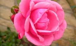 Самые востребованные сорта английских роз