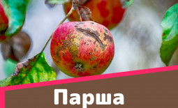 Парша яблони и груши: как побороть грибок без химии.  Парша — бич садовода: Как побороть без химии