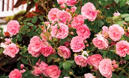 Садово-парковые розы шраб — описание, уход
