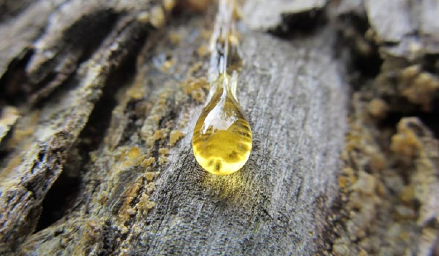 камедетечение у абрикоса: что делать и как лечить камедь на абрикосе