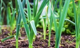 Как вырастить лук-порей. Технология посадки и правильный уход за растением