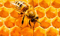 Как пчелы делают мед: пчелиное производство