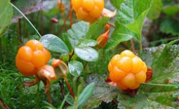 Морошка – ценная северная ягода: польза, противопоказания и особенности сбора