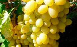 Виноград сорта Ландыш: тандем урожайности и морозоустойчивости