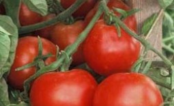 Помидорный гибрид Взрыв: описание томата, особенности выращивания и отзывы