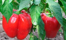 Перец Агаповский: характеристики растения и плодов, особенности выращивания, реальные отзывы