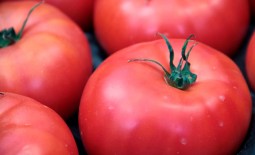 Раннеспелый томат Мажор F1: детальное описание разновидности, агротехника, отзывы