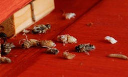 Что такое аскосфероз пчел, как его вовремя распознать и вылечить народными средствами