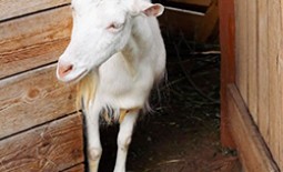 Молочные, мясные и другие породы коз: наименование и характеристики
