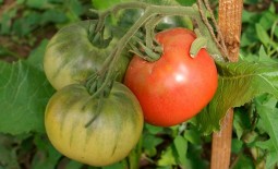 Холодостойкий томат Королевская мантия: детальное описание, агротехника, отзывы
