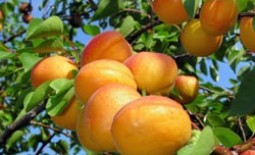 Выращивание абрикоса: посадка и уход в средней полосе России
