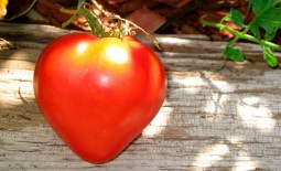 Сирано: как вырастить крупноплодный томат в российском саду. Описание и рекомендации по выращиванию