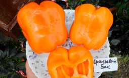Описание крупноплодного сладкого перца Оранжевый бык. Тонкости ухода, реальные отзывы фермеров