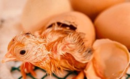 Инкубатор для куриных яиц: таблица температурного режима, описание условий, видео