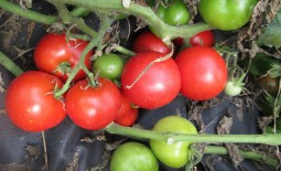 Описание сорта томата Северная королева с отзывами огородников