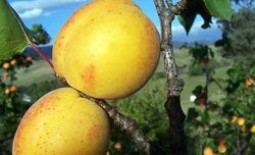 Монилиоз в плодовом саду: профилактика и борьба с болезнью абрикоса