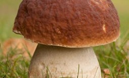 Белые грибы на садовом участке: посадка, выращивание, фото, видео