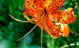Тигровая лилия — эффектное украшение любого сада