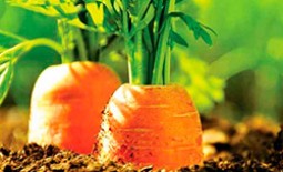 Грядка с морковью: после чего посадить оранжевый корнеплод