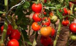 Северенок F1: скороспелый томат с высокой продуктивностью. Описание и особенности выращивания
