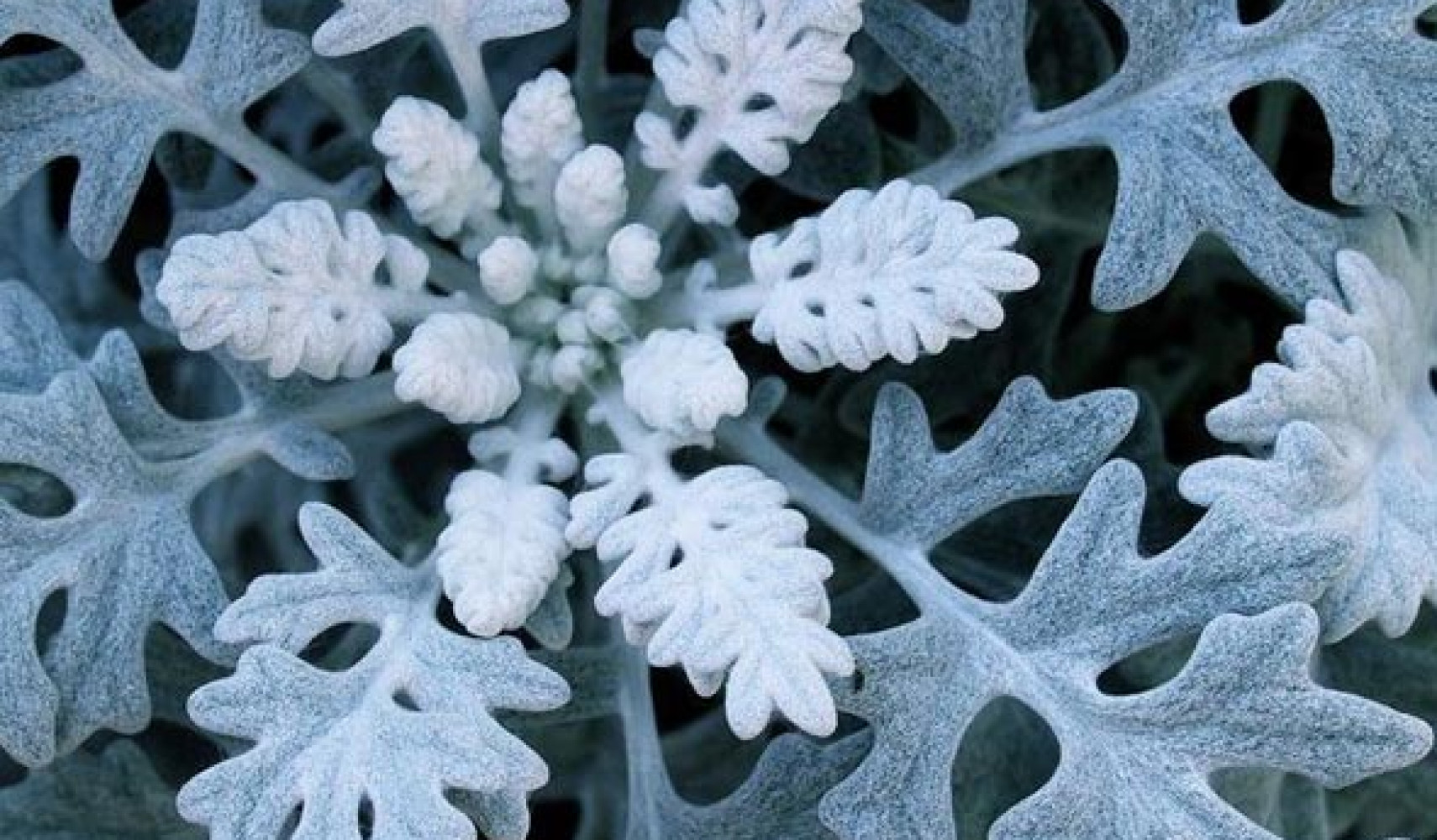 Цинерария серебристая посадка и уход, фото, место в ландшафтном дизайне ...