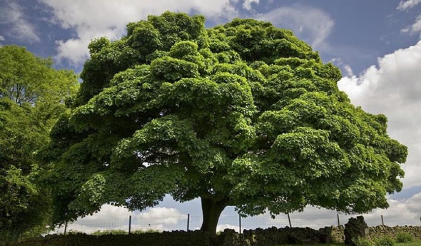 Платан фото дерева и листьев