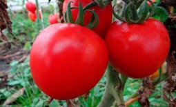 Маленький томат с большим урожаем: описание сорта Загадка, агротехника, отзывы