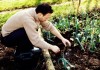 Выращивание лука-порея