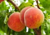 выращивание персика