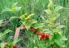 выращивание войлочной вишни