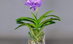 Орхидея Ванда – королевский цветок в вашем доме