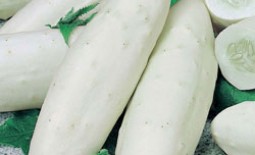Белые сорта огурцов — вкусные и необычные