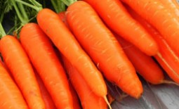 Морковь Сентябрина: описание сорта, особенности выращивания