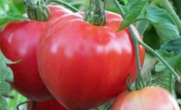 Высокорослый сорт томатов Батяня