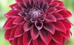 Королевские цветы георгины: как подойти к выбору сорта