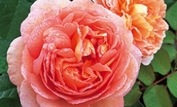 Роза абрахам дерби — популярный сорт со многими достоинствами