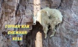 Снежные или горные козы — как живут и выживают невероятные скалолазы