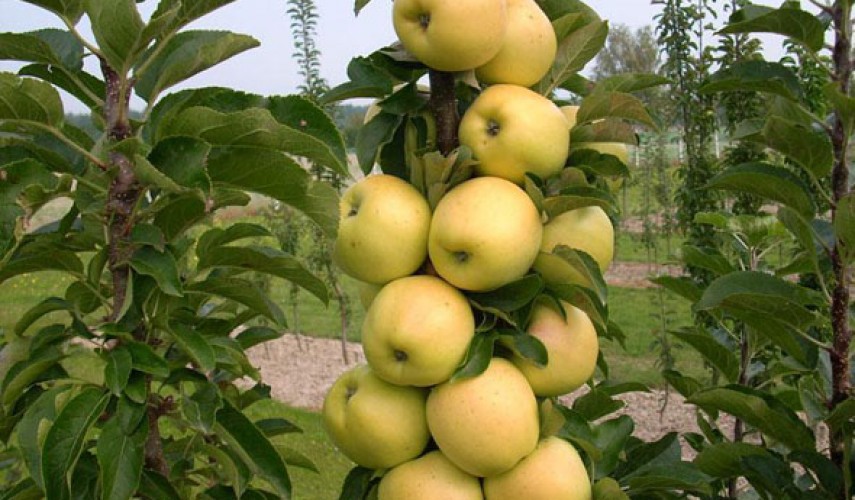 выращивание колоновидной яблони