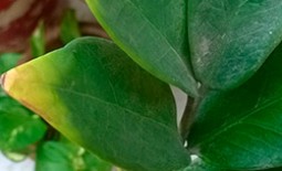 Замиокулькас: как решить проблему желтых листьев