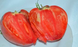Белорусское сердце: как вырастить гигантский томат? Полное описание и секреты ухода