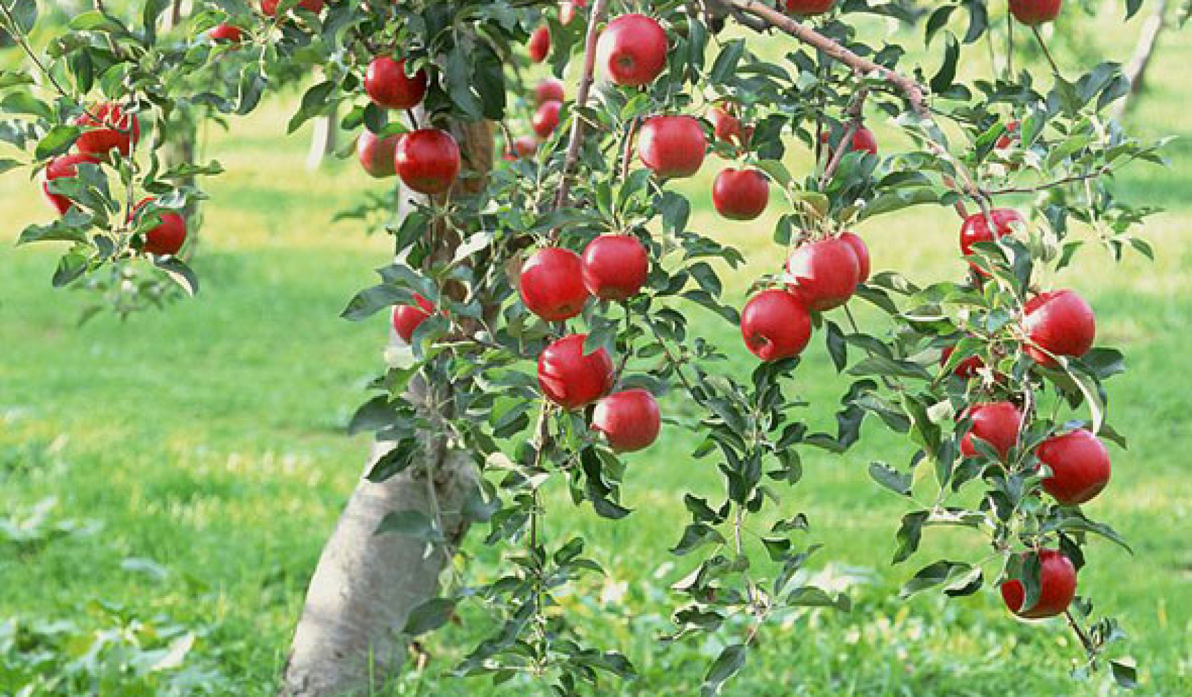 посадка саженцев яблони весной: пошаговая инструкция и правильная ...