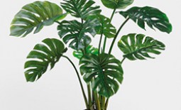 Филодендрон: виды растения для комнатного выращивания
