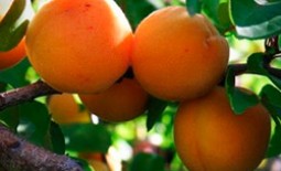 «Графиня» — подмосковный высокоурожайный сорт абрикоса