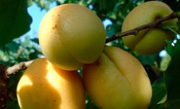 Особенности выращивания ананасного абрикоса Шалах