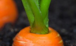 Лучшие сорта моркови с подробным описанием