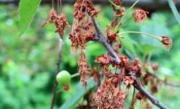 Монилиоз вишни: как лечить вызванную грибками плодовую гниль