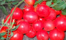 Калинка-малинка — миниатюрный томат для участка, теплицы или подоконника. Описание, агротехника, отзывы