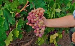 Виноград с крупными гроздьями Преображение. Внешние признаки и агротехнические рекомендации
